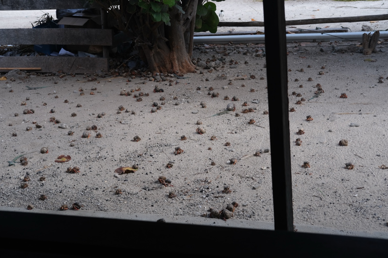 Photo 41