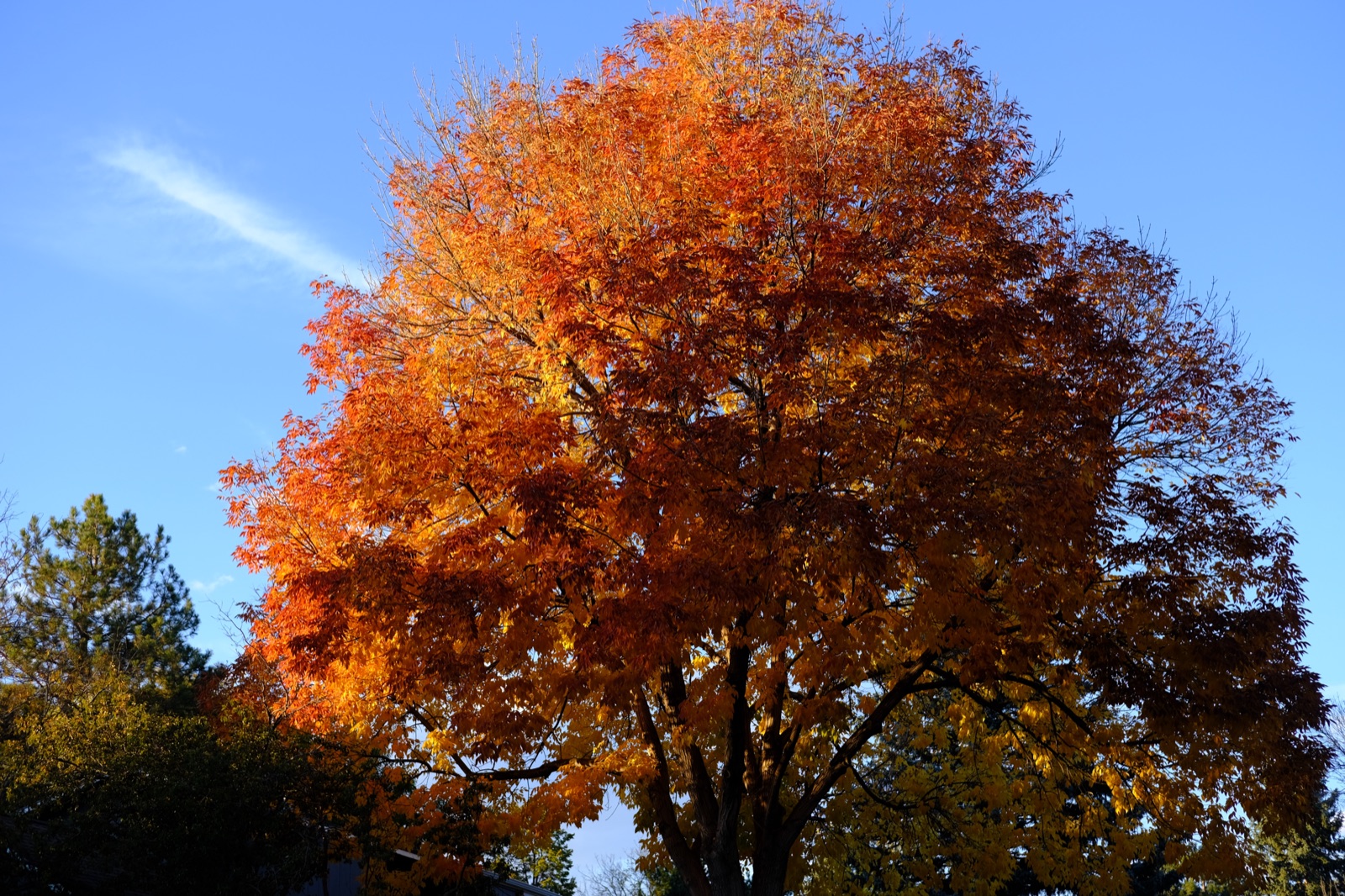 Fall on Sherwood cover
