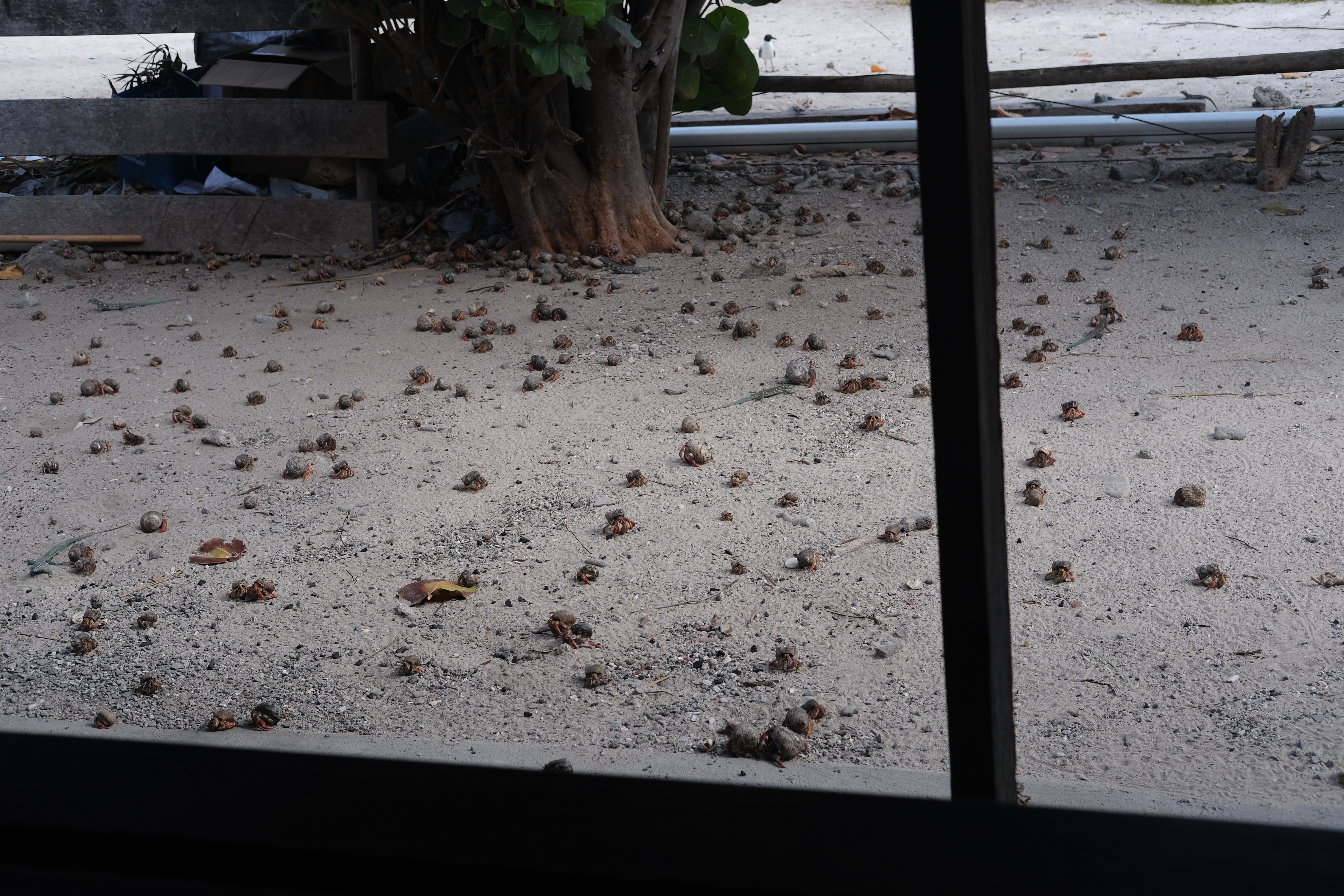 Photo 41